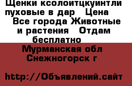 Щенки ксолоитцкуинтли пуховые в дар › Цена ­ 1 - Все города Животные и растения » Отдам бесплатно   . Мурманская обл.,Снежногорск г.